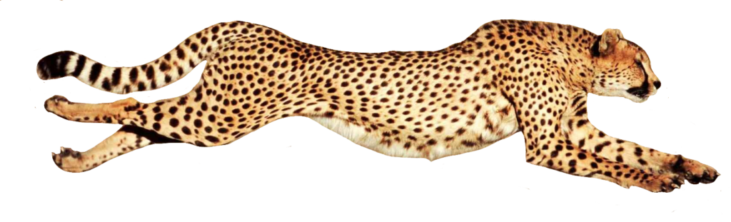Running Cheetah PNG