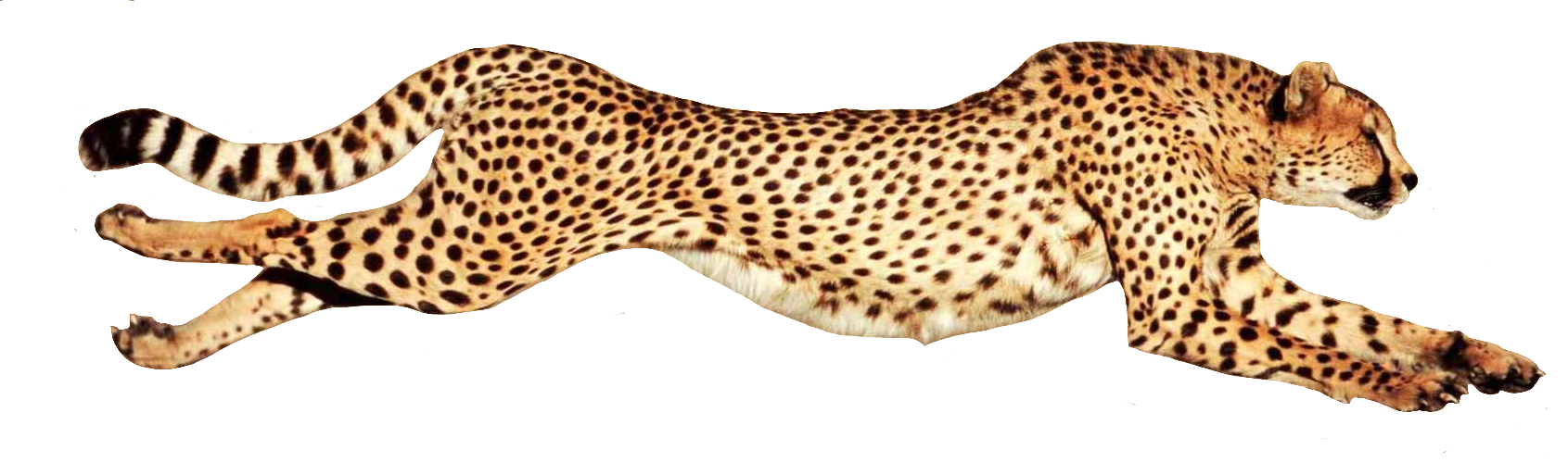 cheetah113