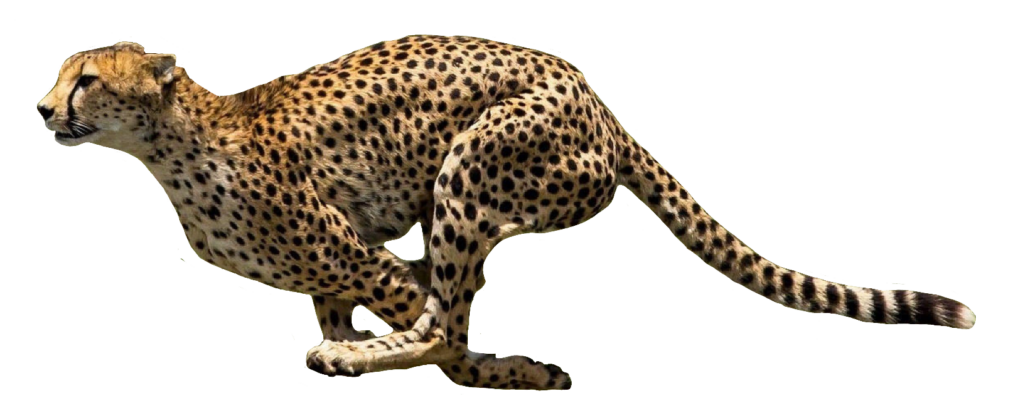 Cheetah Running PNG