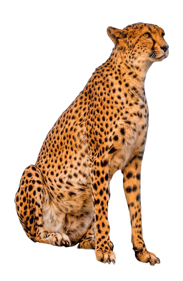 cheetah115