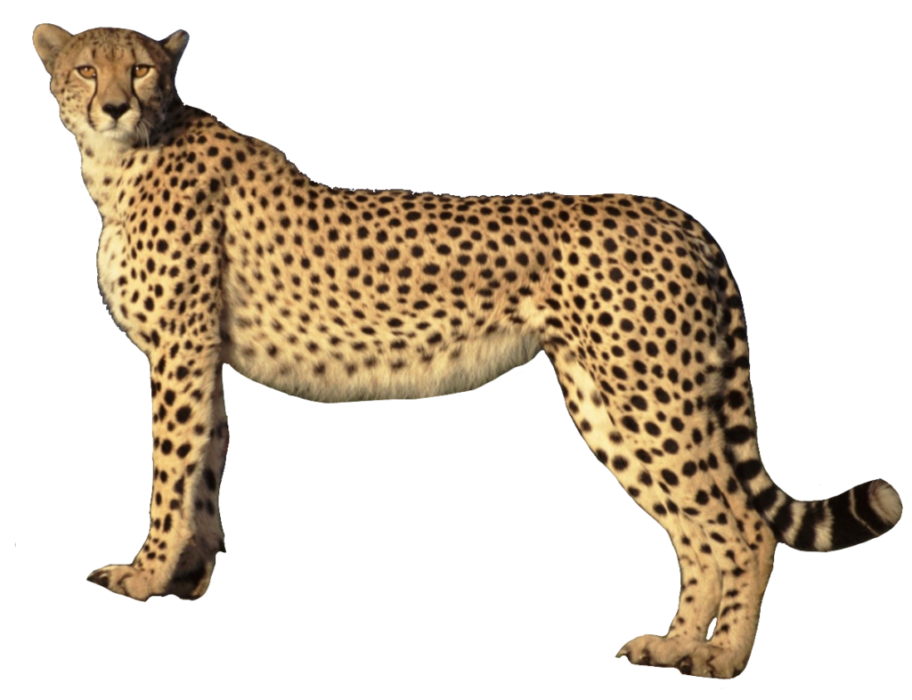 Realistic Cheetah PNG
