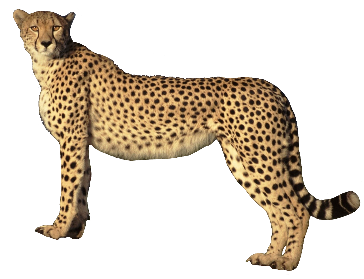 cheetah126