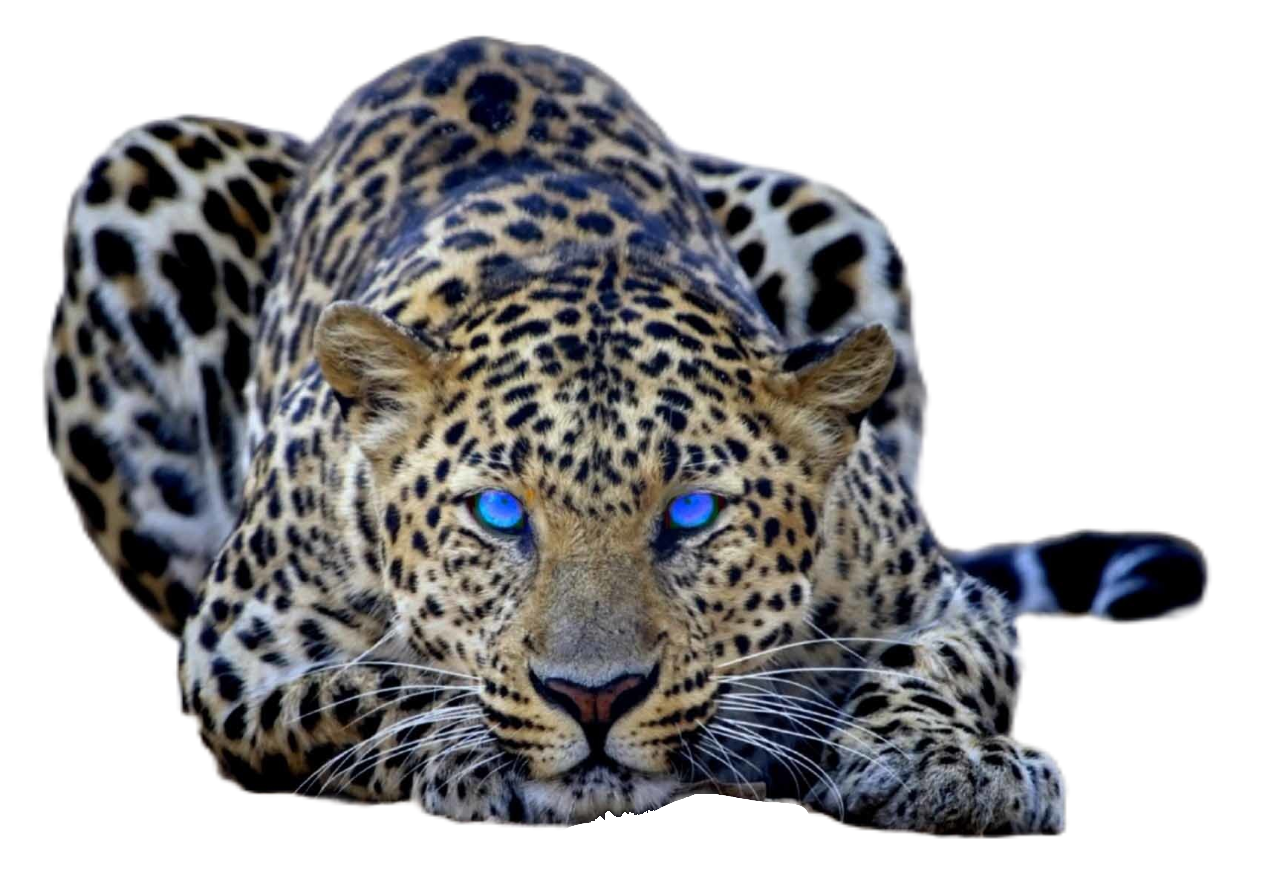 cheetah127