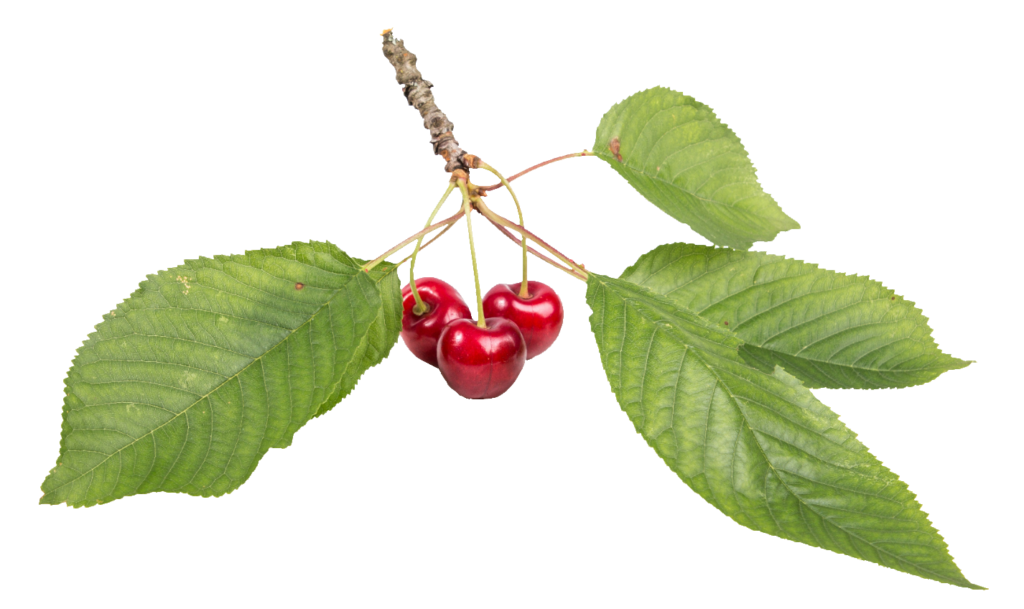 Cherries Fruits PNG