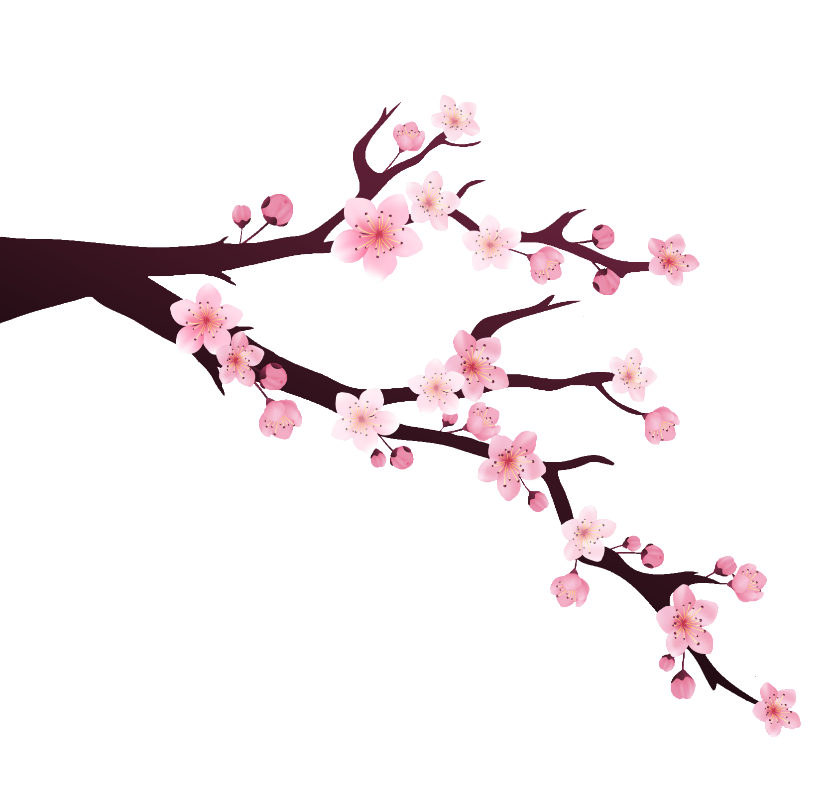 cherry-blossom-1