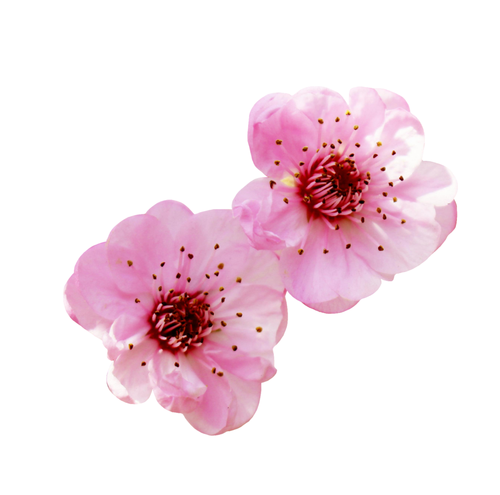 Cherry Blossom flowers PNG