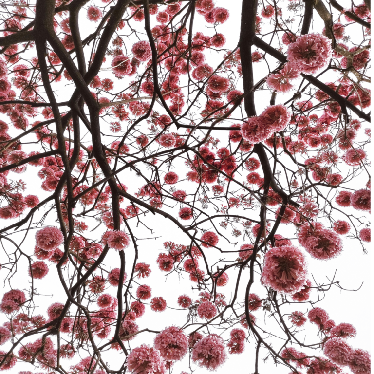 Cherry Blossom PNG images free download - Pngfre