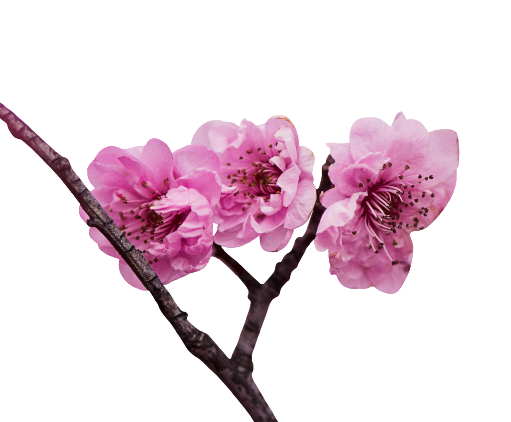 Cherry Blossom tree branch and flower PNG