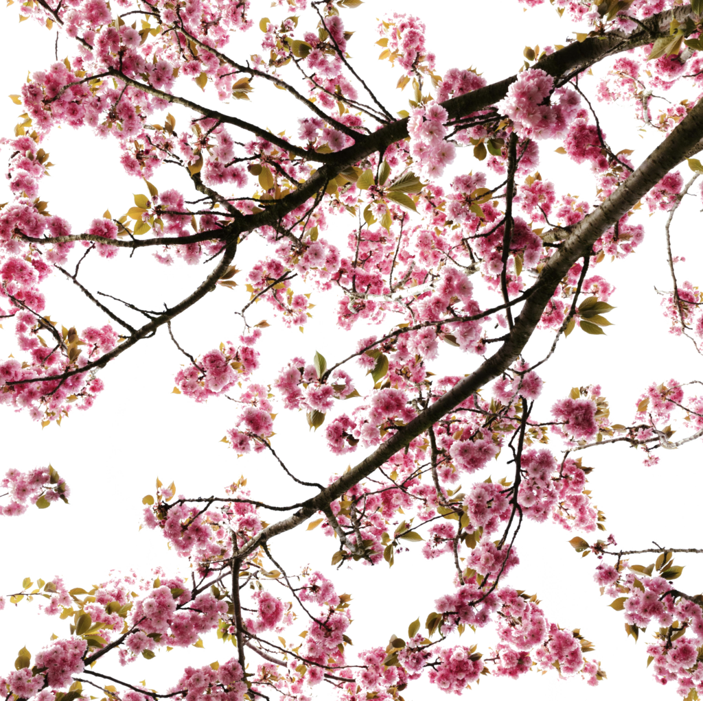 Cherry Blossom branches background PNG