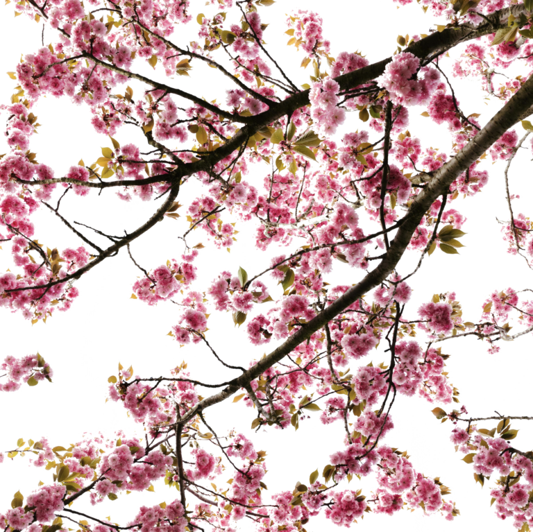 Cherry Blossom PNG images free download - Pngfre