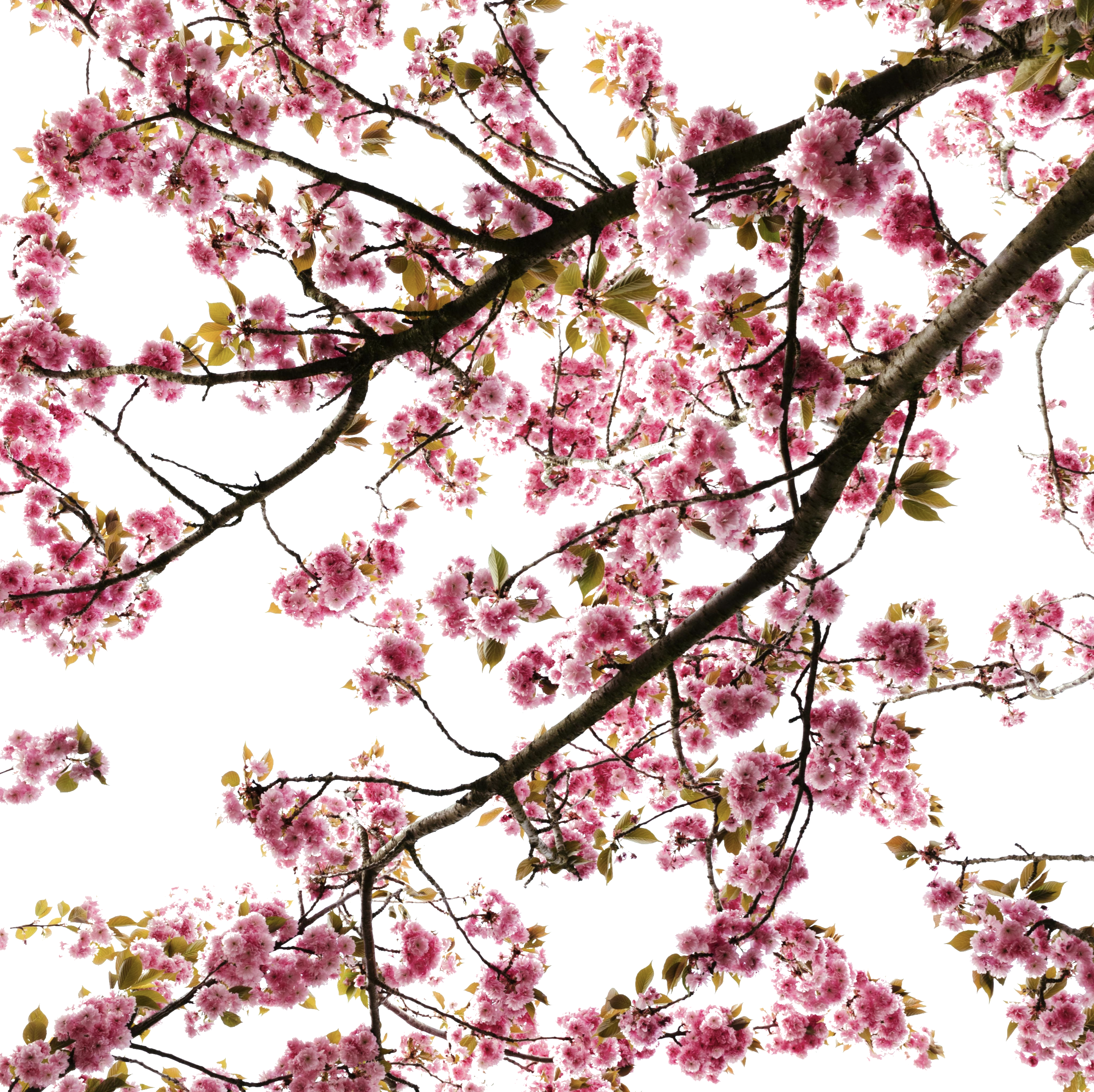 cherry-blossom-14