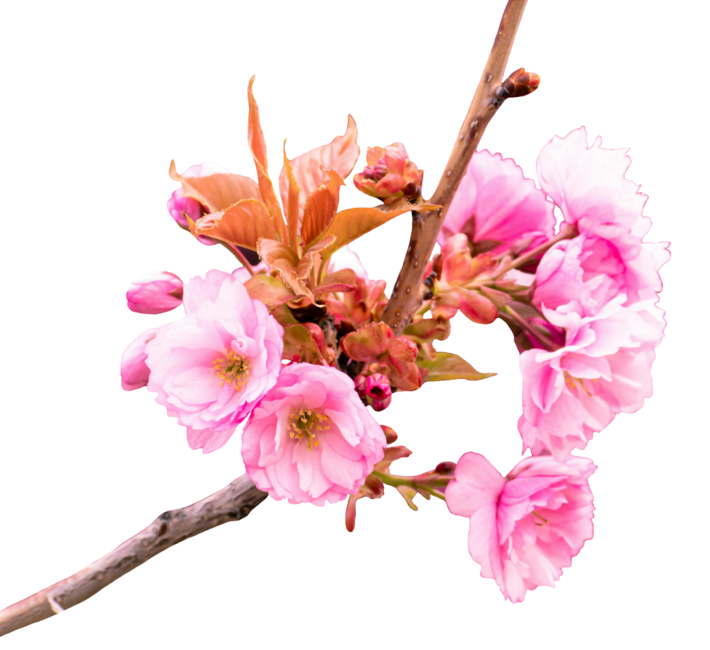 Cherry Blossom flower PNG