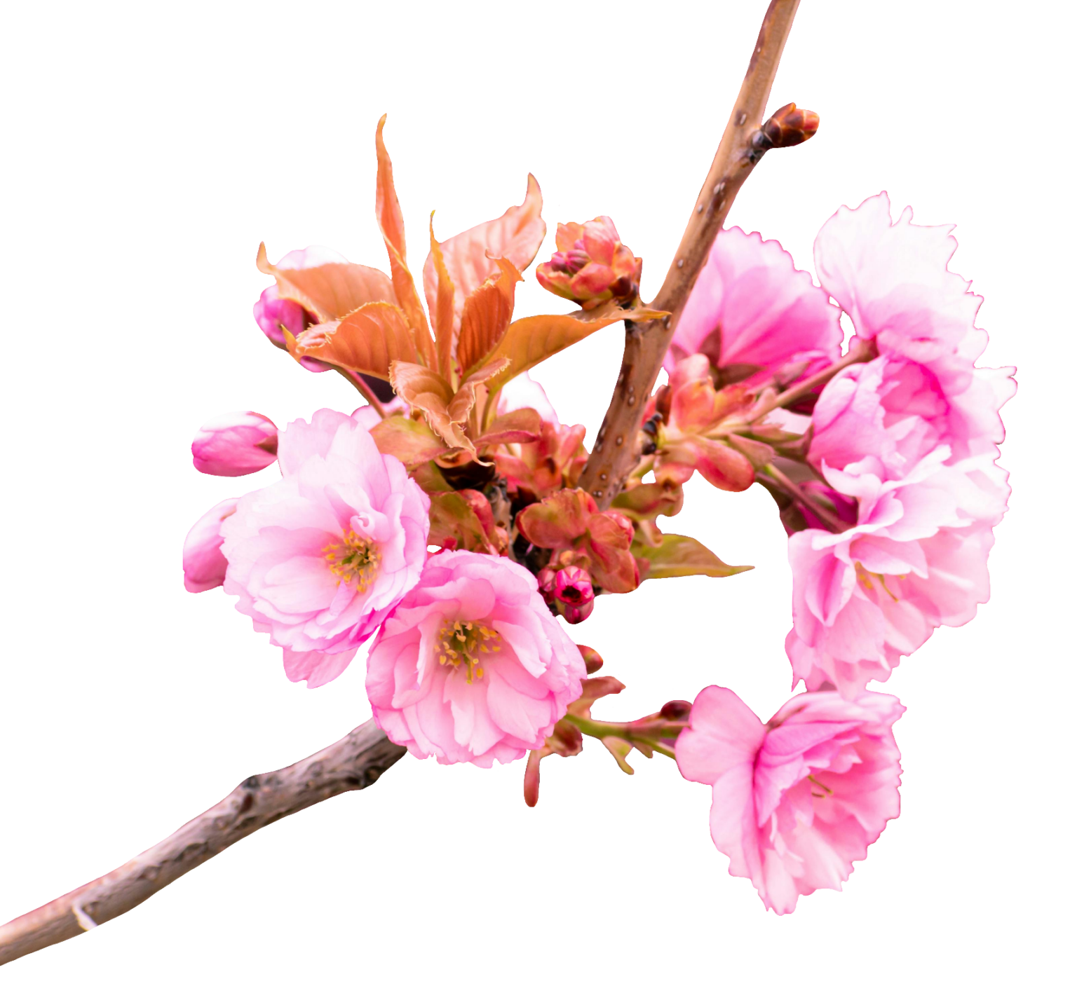 Cherry Blossom PNG images free download - Pngfre