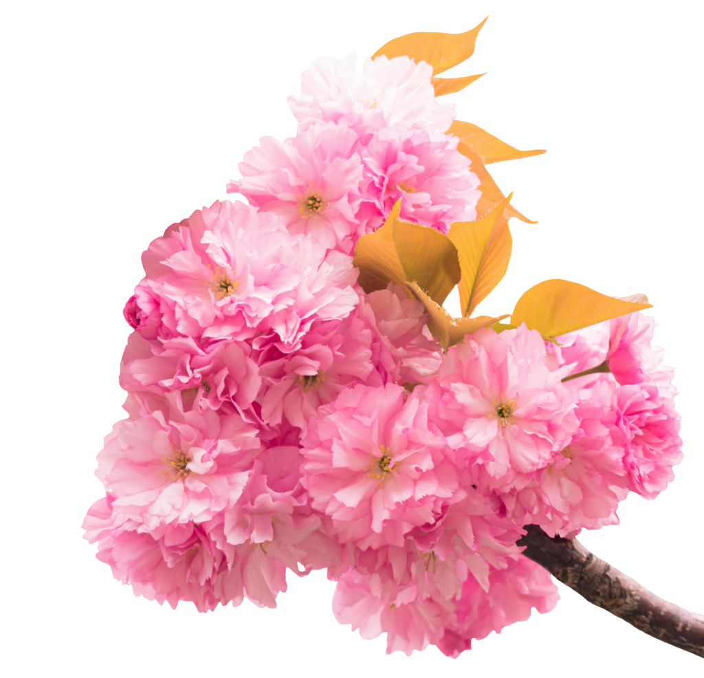 Cherry Blossom flower PNG