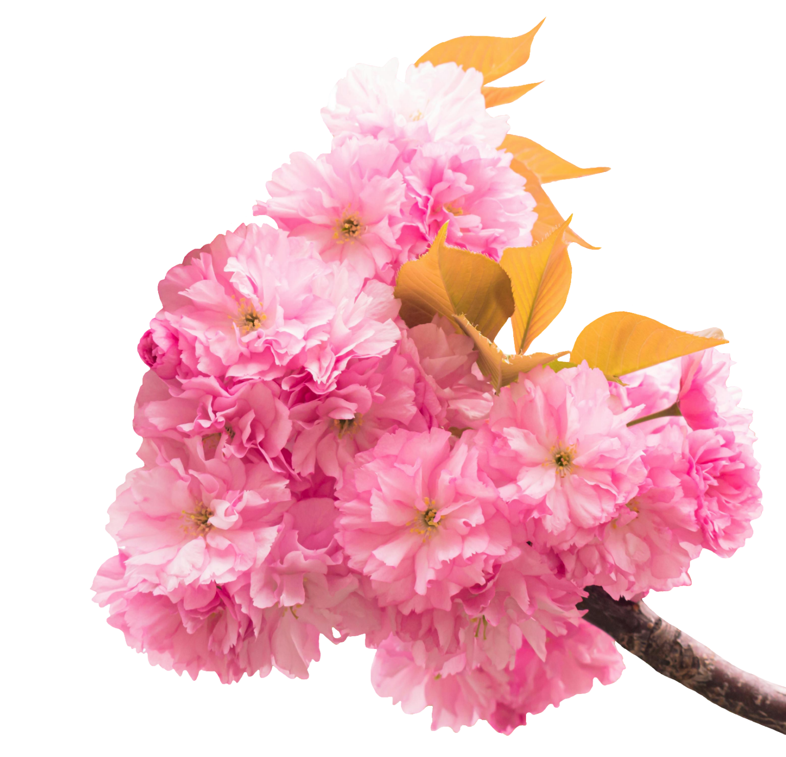 Cherry Blossom PNG images free download - Pngfre