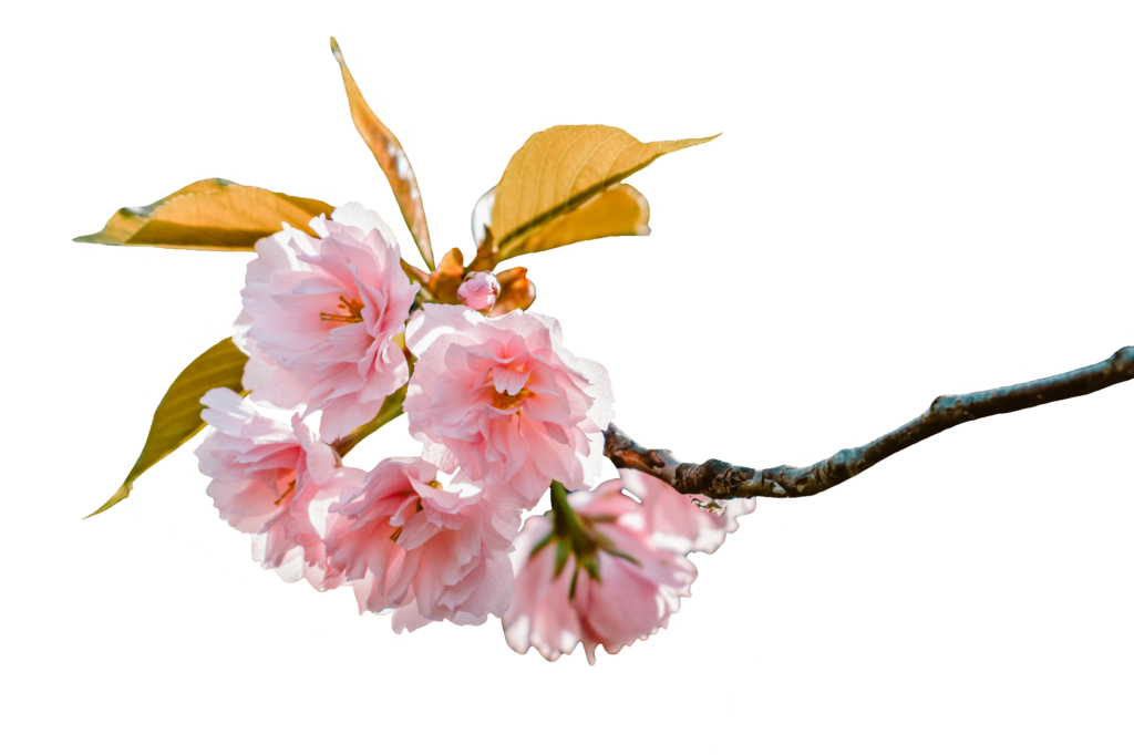 Realistic Cherry Blossom PNG