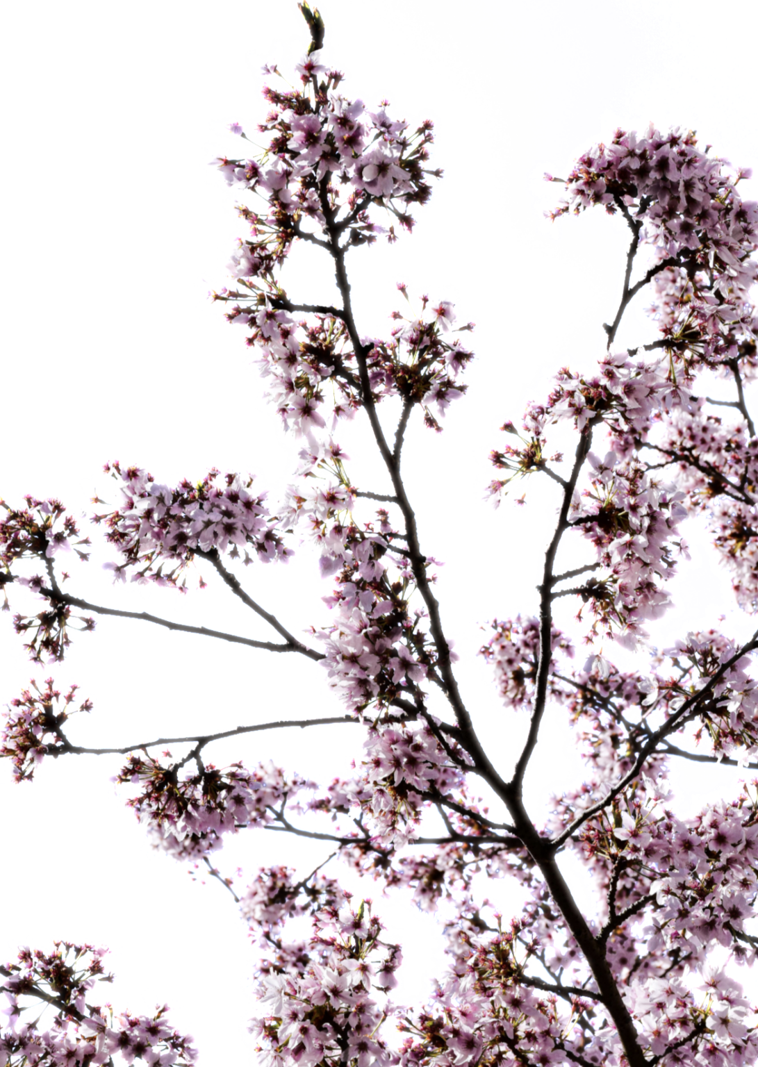 Cherry Blossom PNG images free download - Pngfre