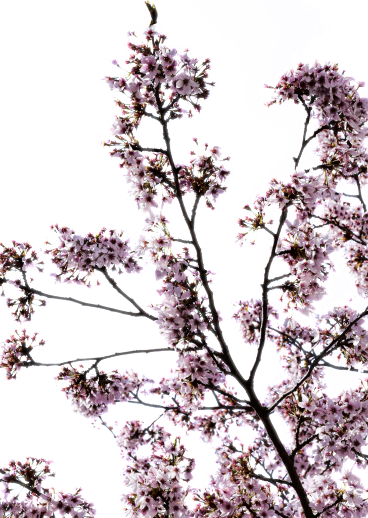 Cherry Blossom branches PNG