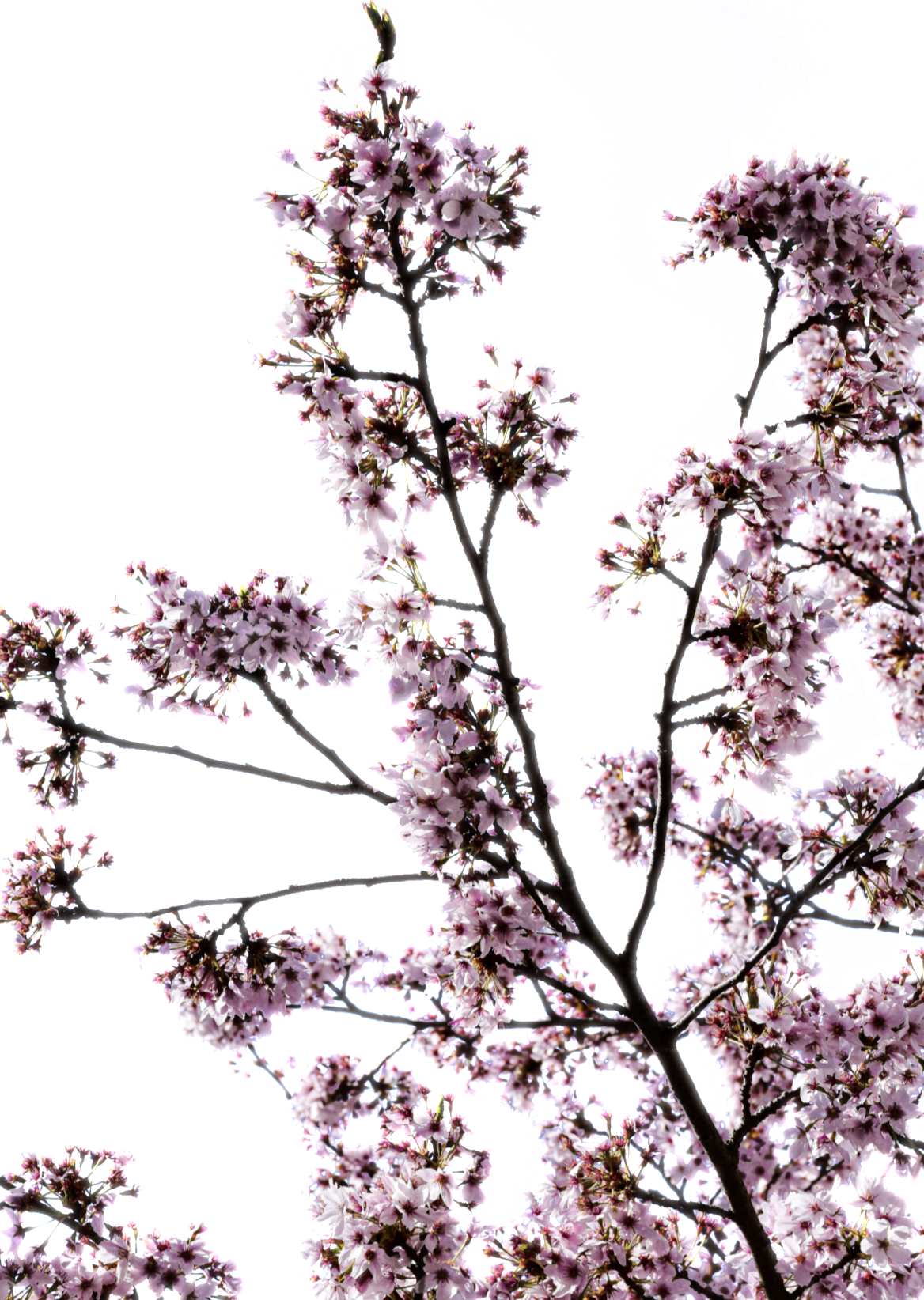 cherry-blossom-2