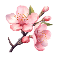 Cherry Blossom PNG Image