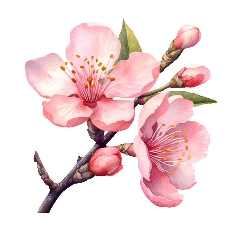 watercolor Cherry Blossom PNG