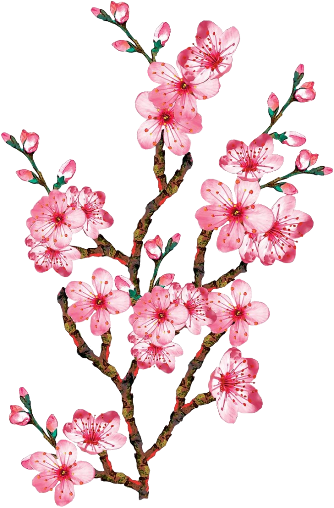 Cherry Blossom branch clipart PNG