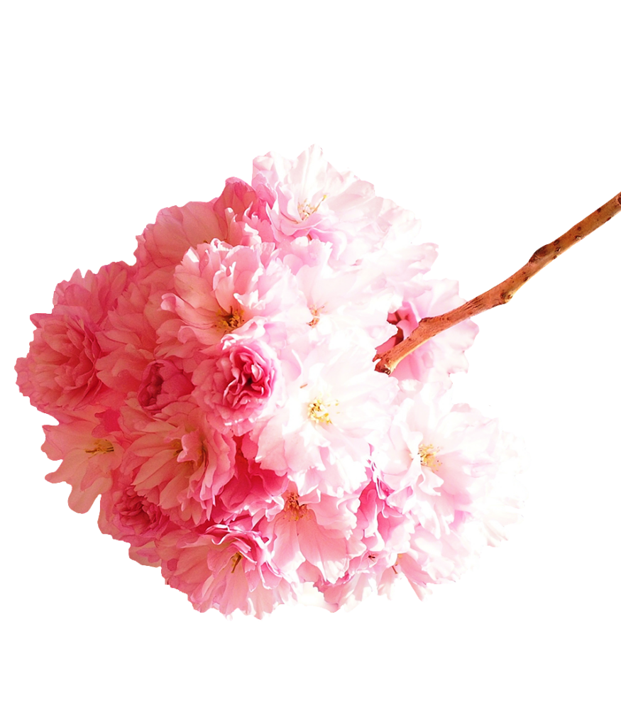 Cherry Blossom flower PNG