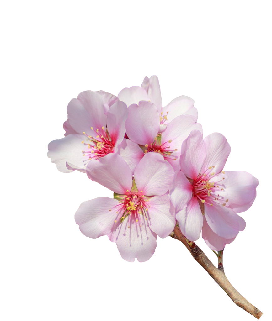 Cherry Blossom flowers PNG