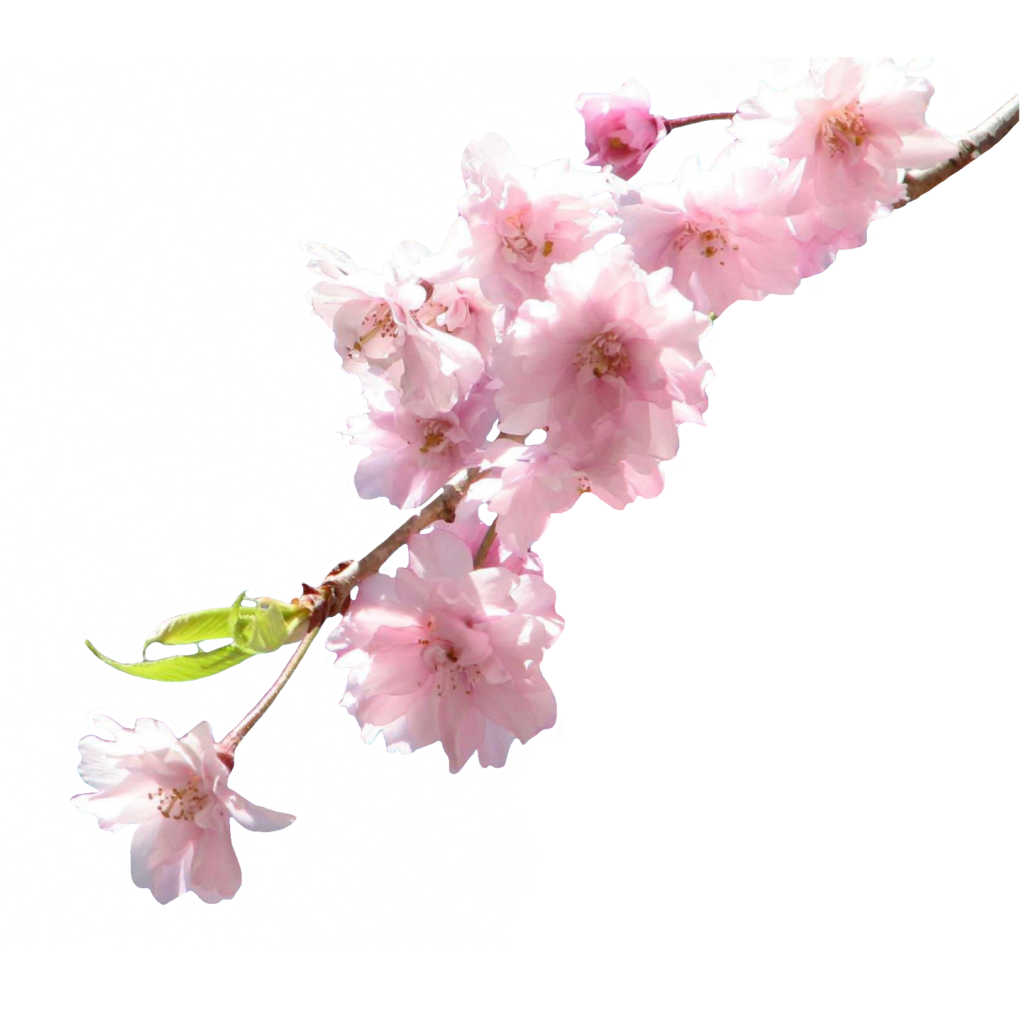 Cherry Blossom Branch PNG