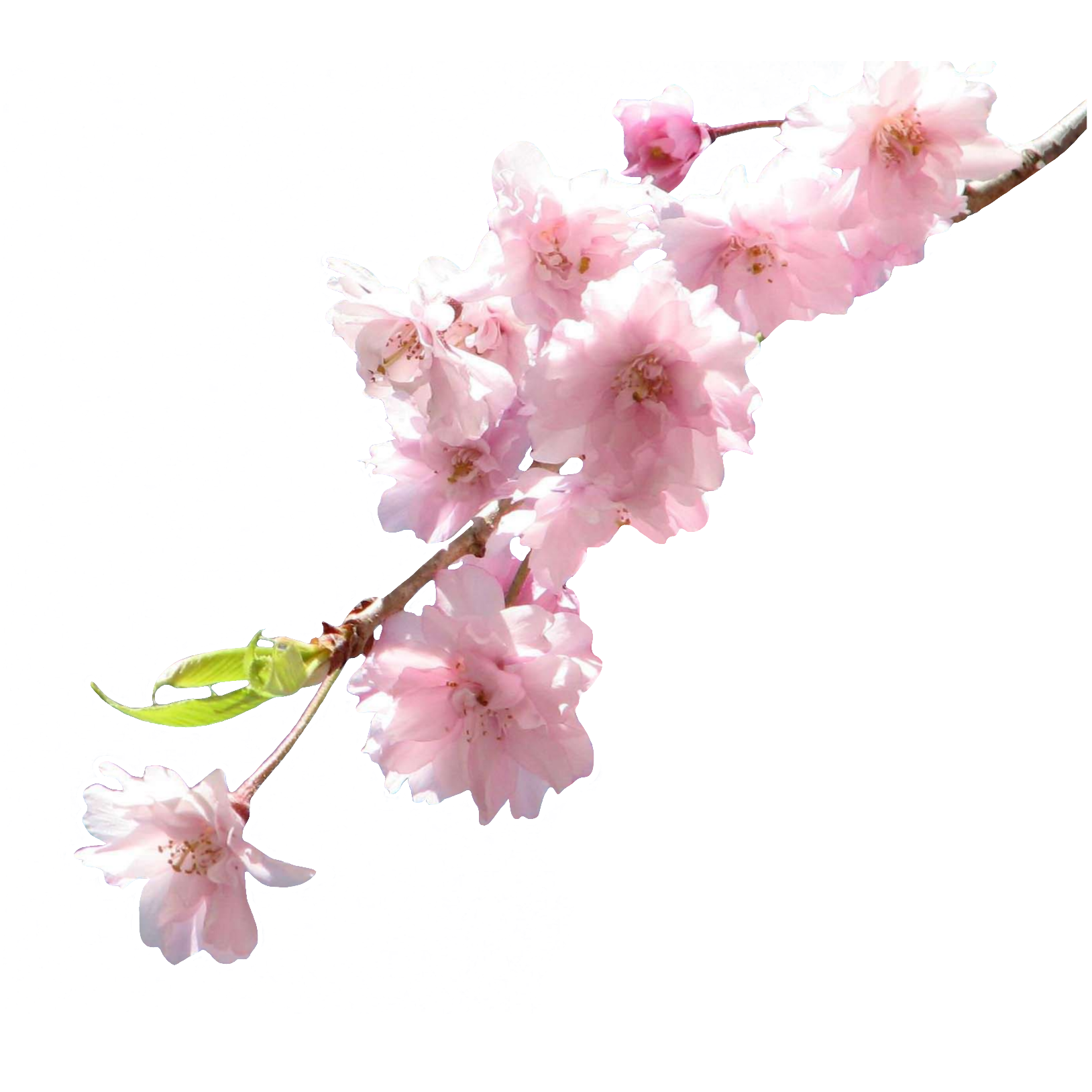 cherry-blossom-3