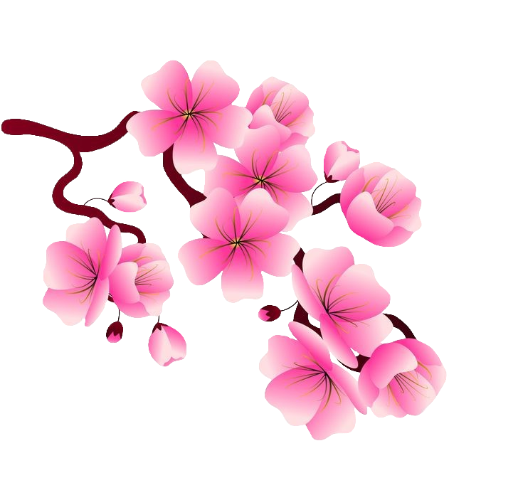 Cherry Blossom vector PNG