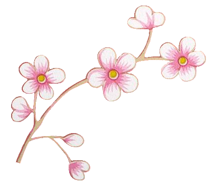 Cute Cherry Blossom PNG