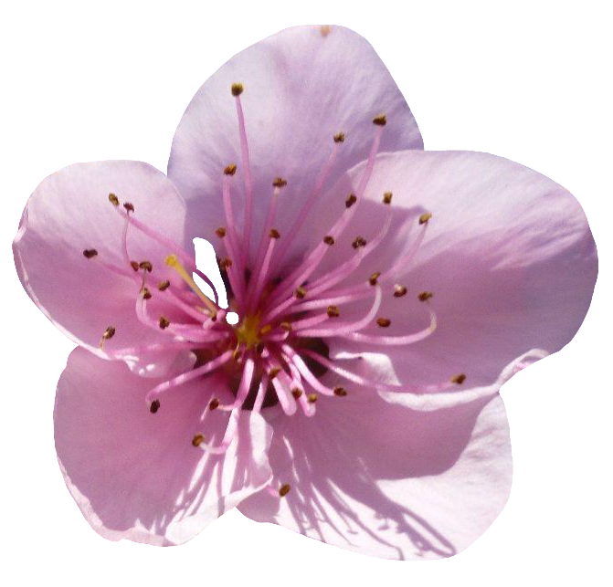 Single Cherry Blossom flower PNG