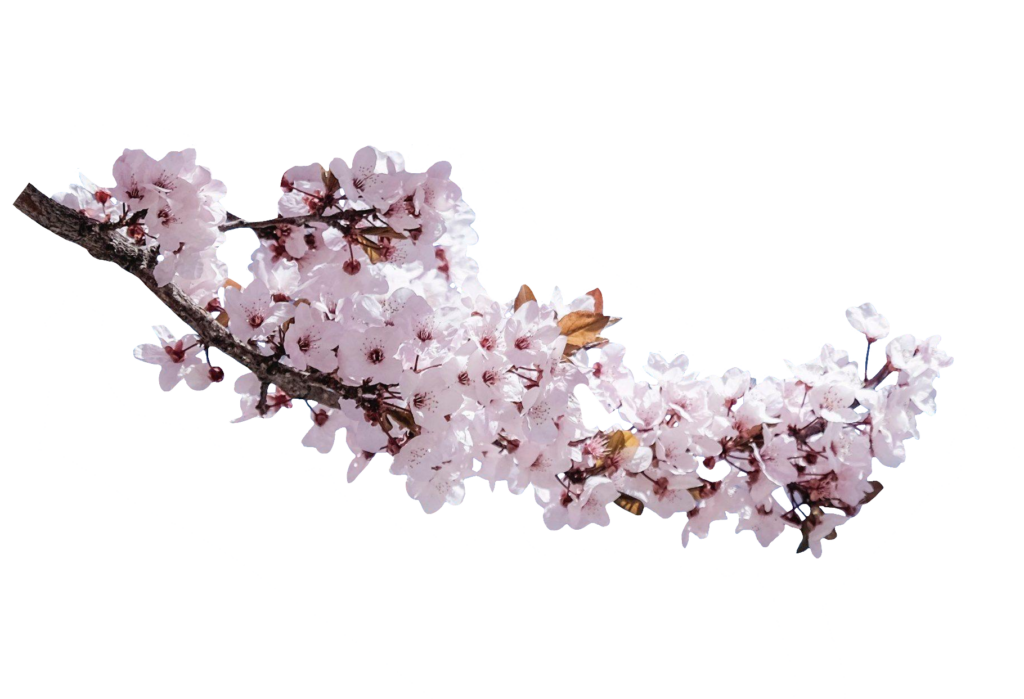 Cherry Blossom branch PNG