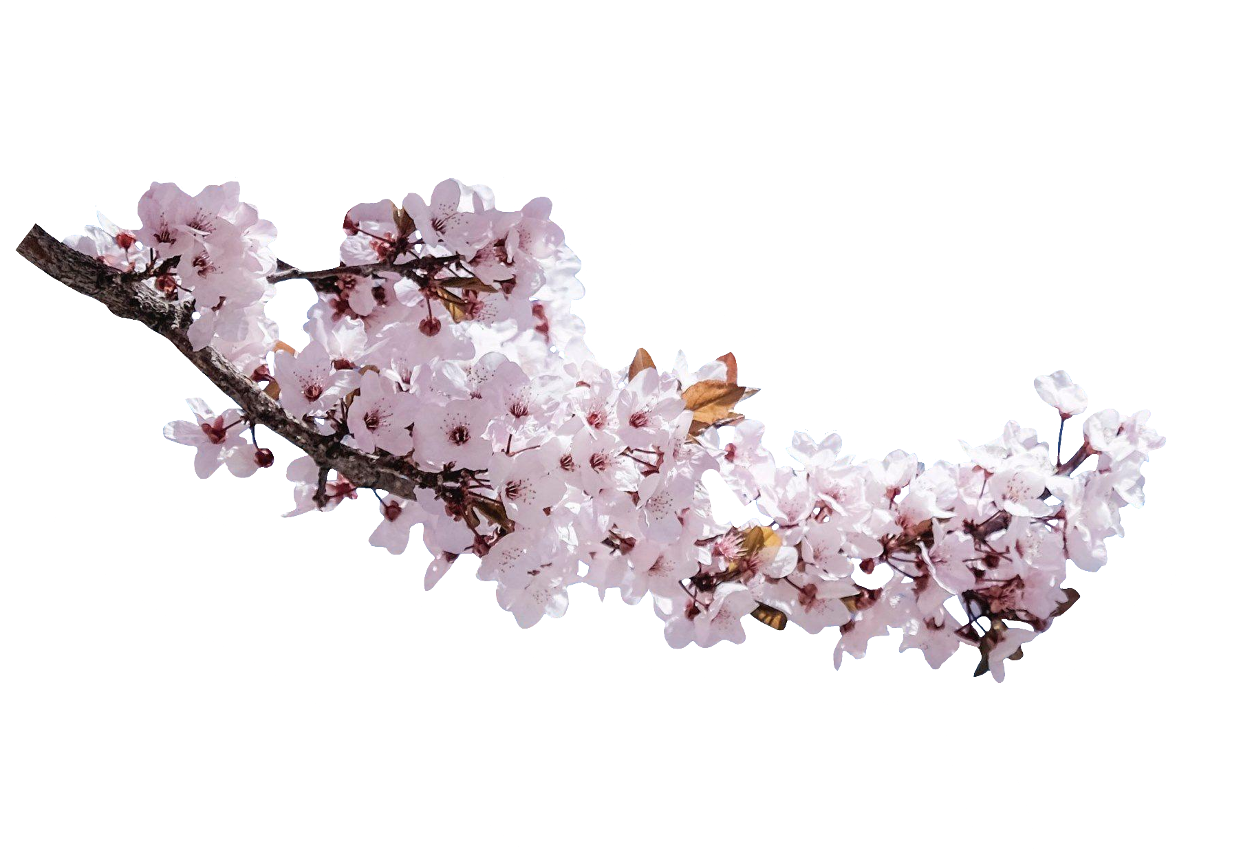 cherry-blossom-8