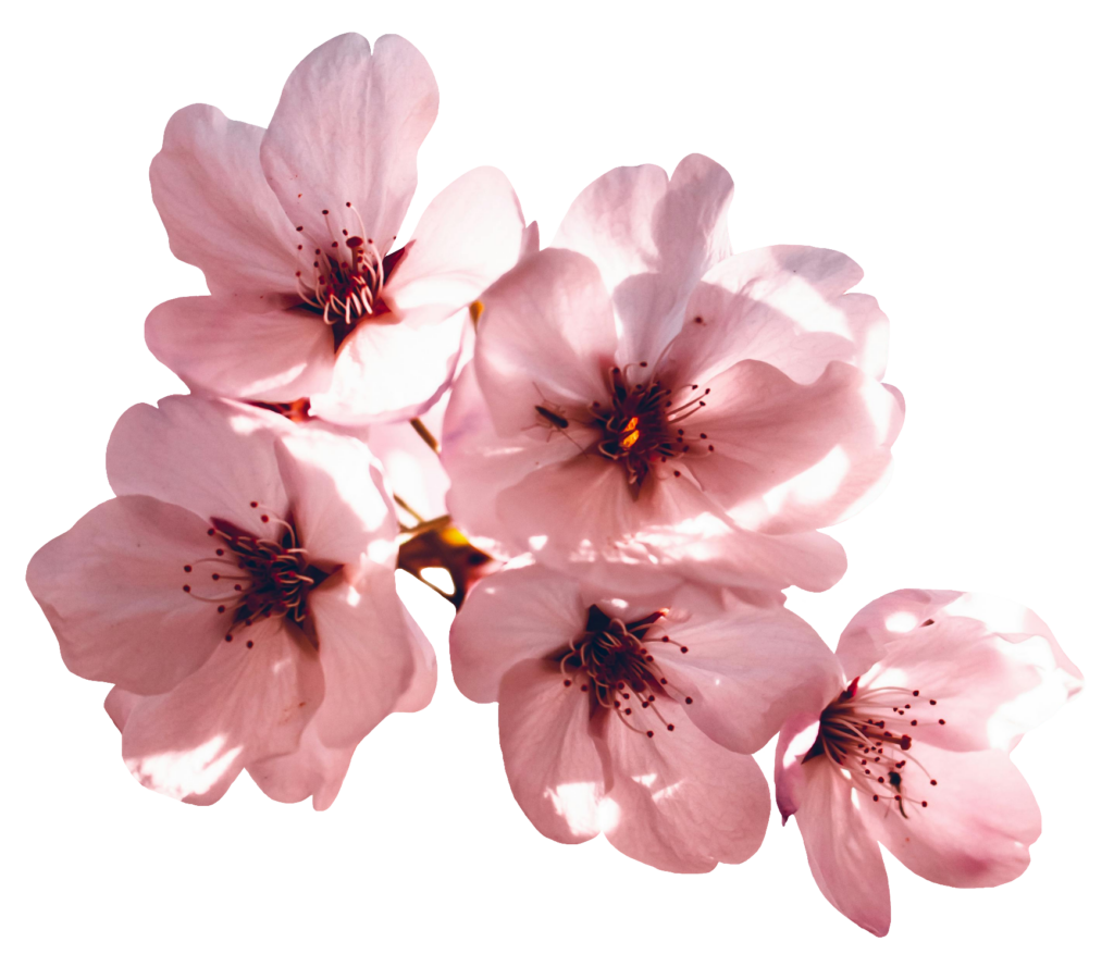 Cherry Blossom flower PNG