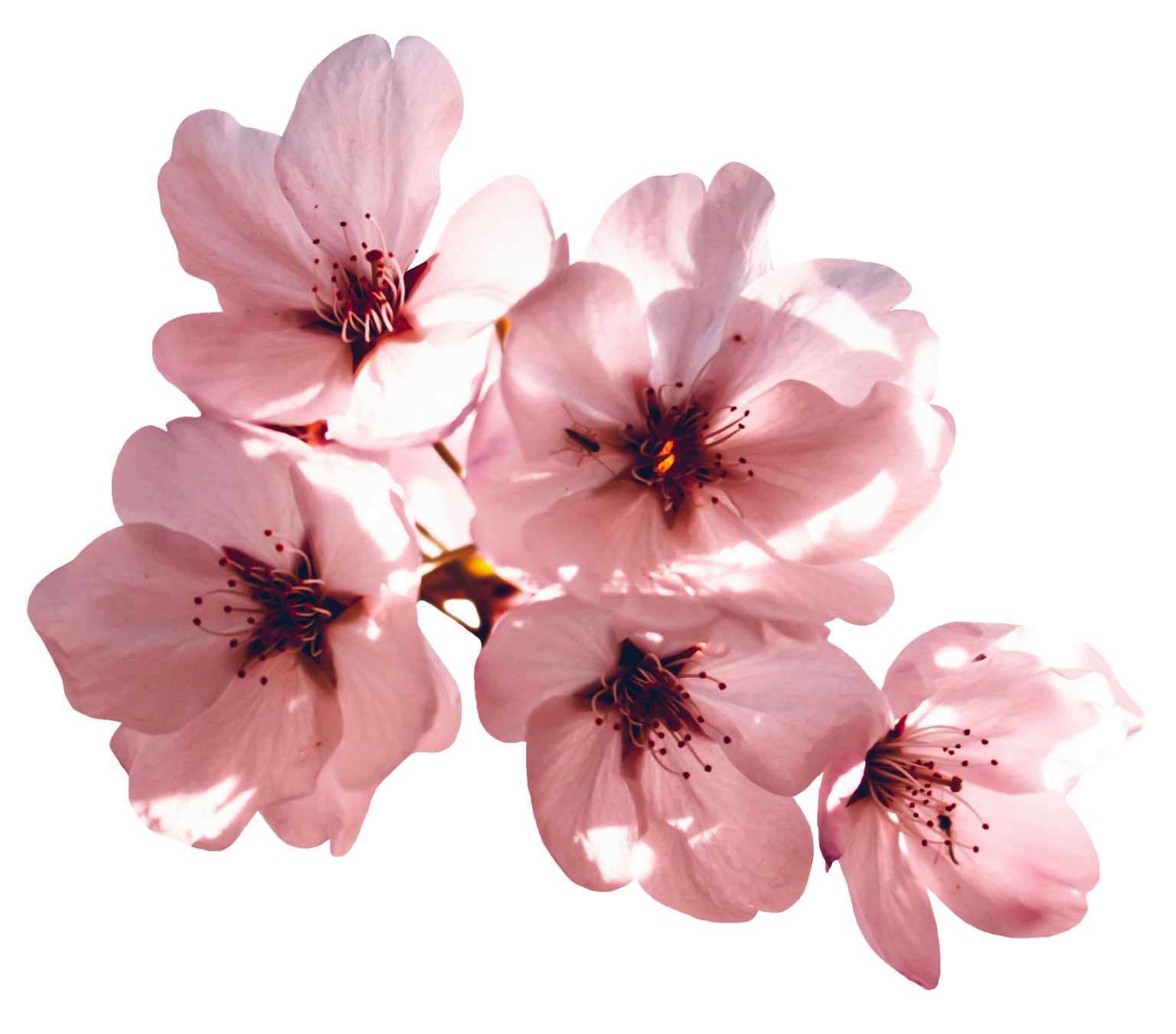 Cherry Blossom PNG images free download - Pngfre