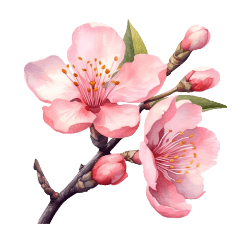 cherry-blossom