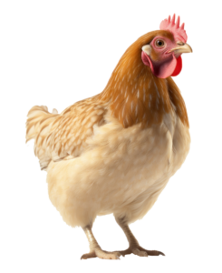 Animated Hen png image