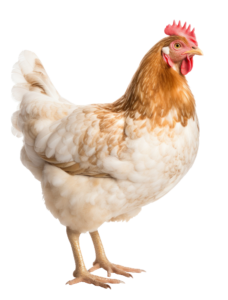 Animated Hen png Image