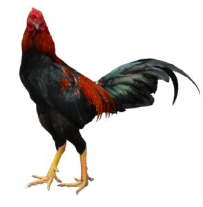 Rooster Chicken Png