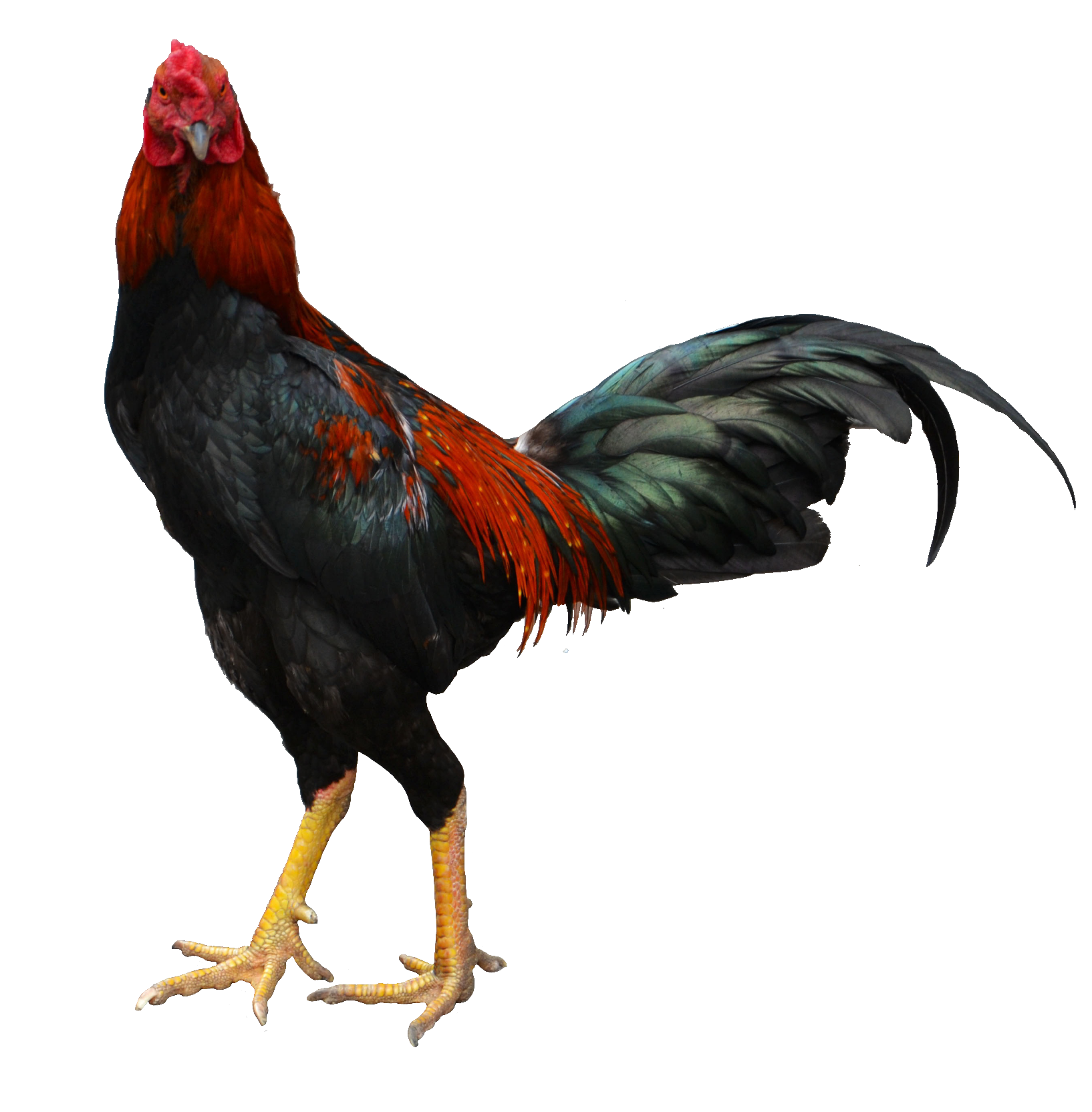 chicken-52