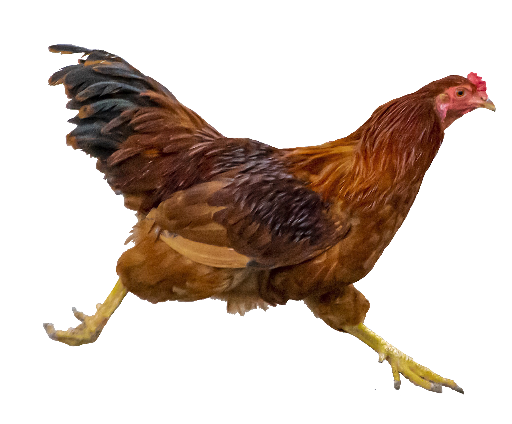 chicken-53