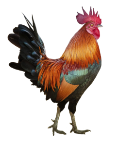 Rooster Chicken Png