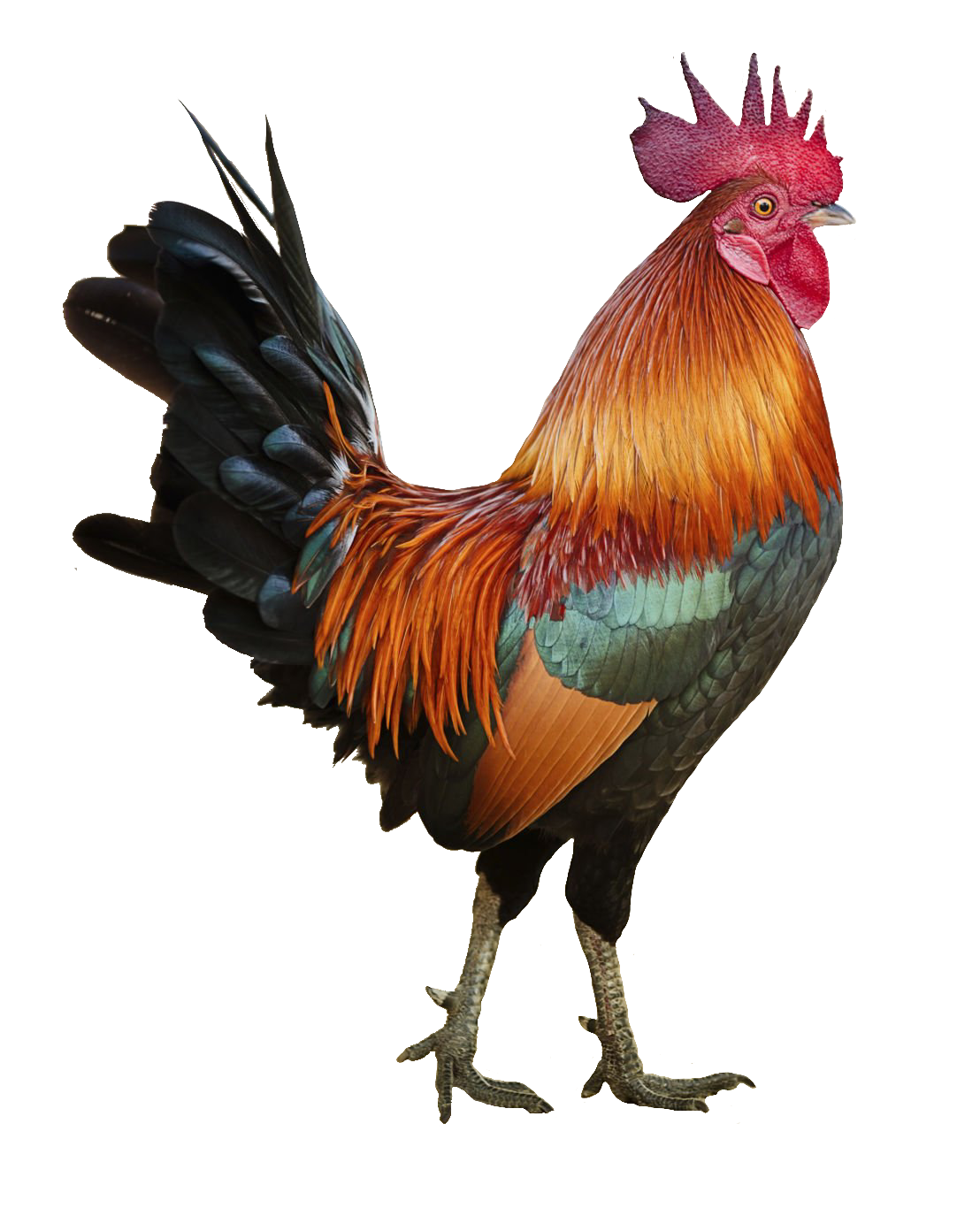 chicken-54