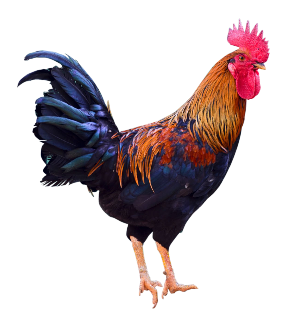 Hen PNG Transparent Images Free Download, Vector Files