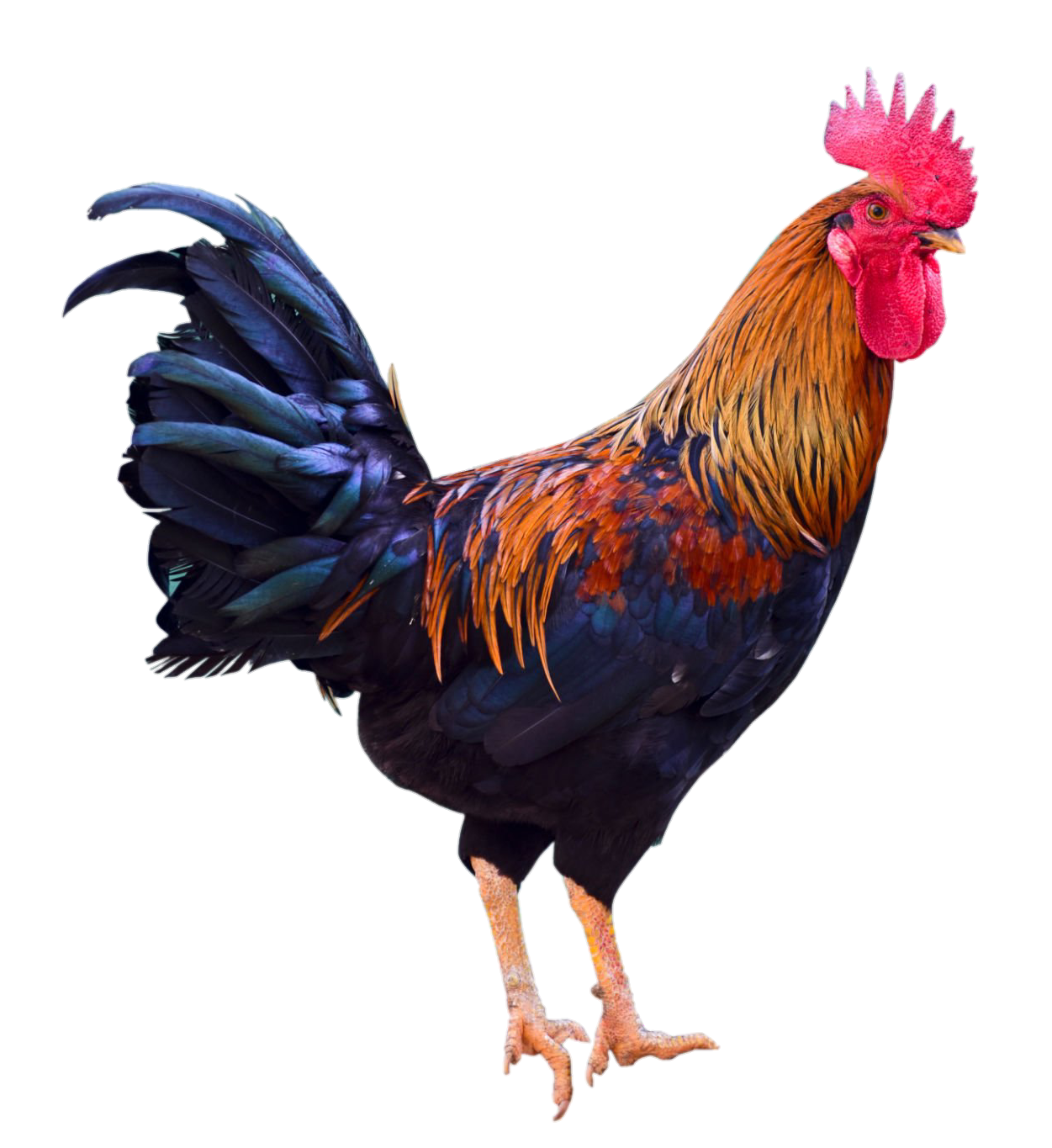 chicken-55