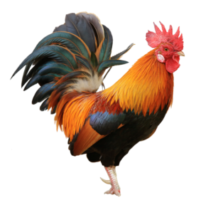 rooster Chicken Png