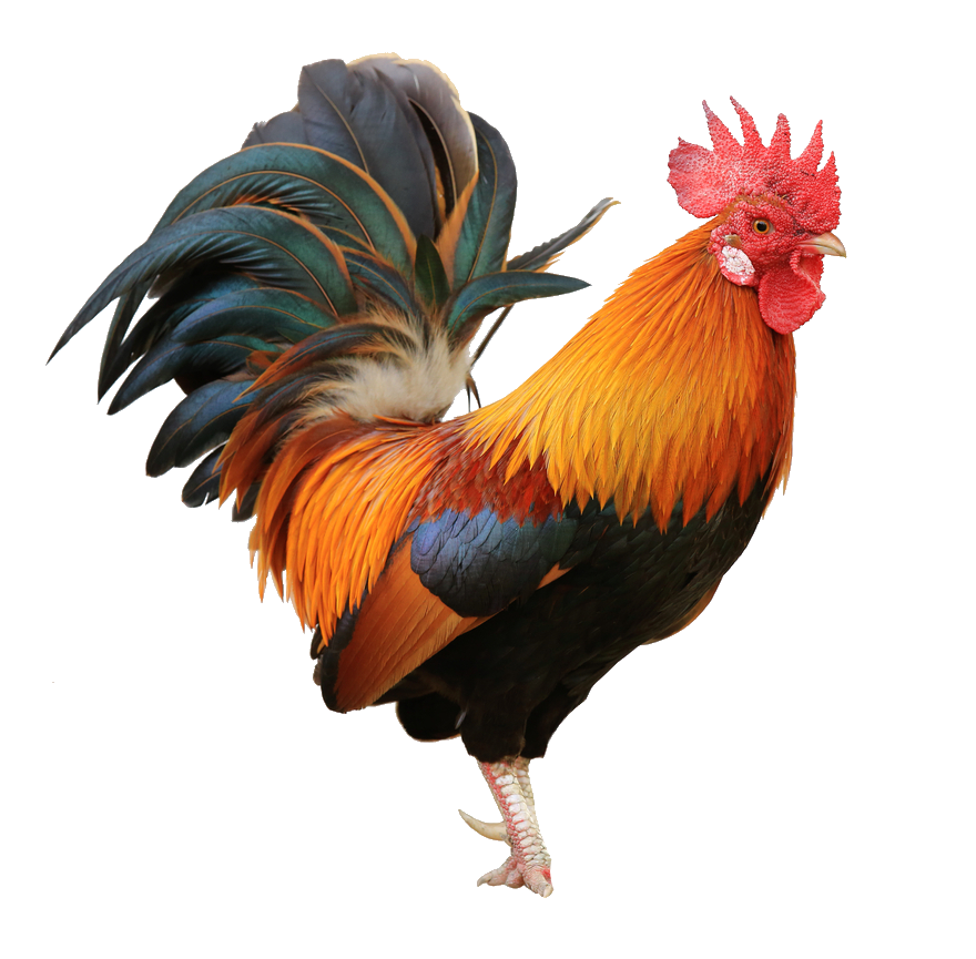 chicken-56
