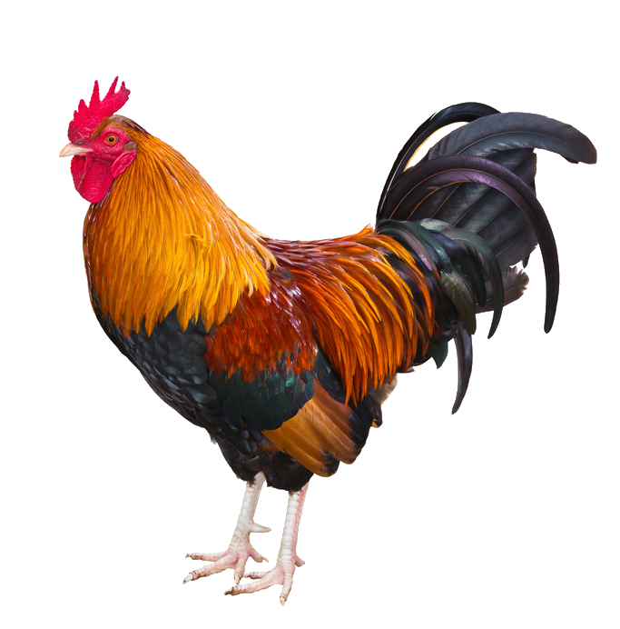 chicken-57